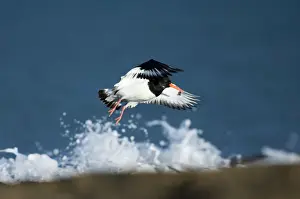 Oystercatcher Haematopus ostralegus taking off Northumberland UK winter