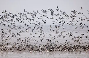 Oystercatchers Haematopus ostralegus flock on mudflats of The Wash off Snettisham Oystercatchers Haematopus ostralegus flock on mudflats of The Wash off Snettisham
