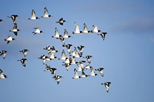 Oystercatchers Haematopus ostralegus flock leaving high tide roost to feed out on
