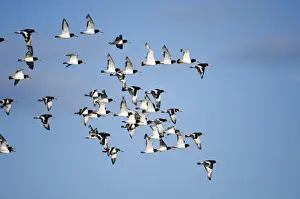 Oystercatchers Haematopus ostralegus flock leaving high tide roost to feed out on
