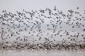 Oystercatchers Haematopus ostralegus flock on mudflats of The Wash off Snettisham