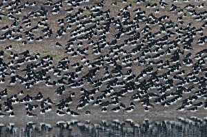 Oystercatchers Haematopus ostralegus at high tide roost Snettisham Norfolk winter Oystercatchers Haematopus ostralegus at high tide roost Snettisham Norfolk winter