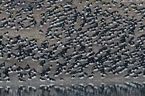 Roost Prints: Oystercatchers Haematopus ostralegus at high tide roost Snettisham Norfolk winter