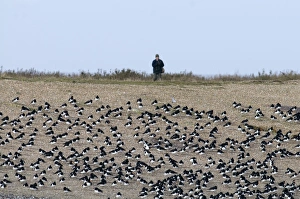 Oystercatchers Haematopus ostralegus roosting with birdwatcher behind Snettisham Oystercatchers Haematopus ostralegus roosting with birdwatcher behind Snettisham