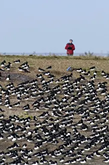 Oystercatchers Haematopus ostralegus roosting with birdwatcher behind Snettisham