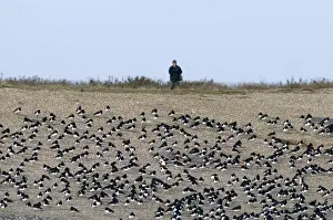 Waders Prints: Oystercatchers Haematopus ostralegus roosting with birdwatcher behind Snettisham