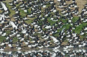Norfolk Prints: Oystercatchers Haematopus ostralegus roosting on gravel pit at Snettisham RSPB Reserve