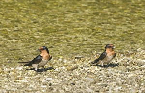 Philippines Prints: Pacific Swallow Hirundo tahitica Cebu Philippines