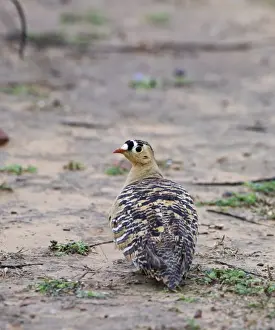India Prints: Painted sandgrouse (pterocles indicus) Ranthambore India