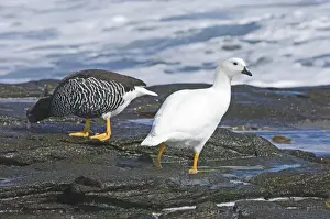 Falklands Prints: Pair of Kelp Geese Cloephaga hybrida malvinarum Falklands November