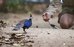 Endemic Prints: Palawan Peacock-Pheasant Ployplectron napoleonis posing for the camera Puerto Princesa