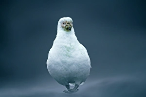 Images Dated 2009: Pale-faced Sheathbill, Chionis alba, Antarctic Peninsula, Antarctica, January