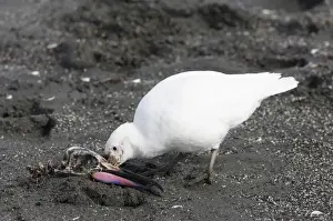 Images Dated 8th November 2006: Pale-faced Sheathbill Chionis alba feeding on king penguin skull South Georgia
