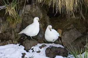 South Georgia Prints: Pale-faced (Snowy) Sheathbill Chionis alba pair at prospective nest site South Georgia