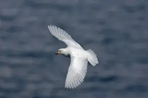 Images Dated 2006 November: Pale-faced (Snowy) Sheathbill Chionis alba South Georgia November