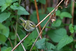 Pallass Warbler Phylloscopus proregulus Burnham Overy Dunes Norfolk Oct 13 2010 Pallass Warbler Phylloscopus proregulus Burnham Overy Dunes Norfolk Oct 13 2010