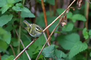 Asia Prints: Pallass Warbler Phylloscopus proregulus Burnham Overy Dunes Norfolk Oct 13 2010