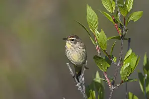 Everglades Prints: Palm Warbler Dendroica palmarum Florida Everglades USA