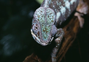 Panther Chameleon
