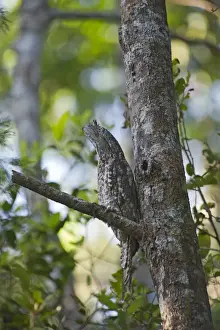 Papua New Guinea Prints: Papuan Frogmouth Podargus papuensis at day time roost Varirata NP Papua New Guinea