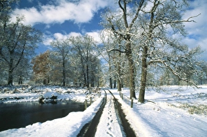 Road Prints: Parkland in winter (Knole Park, Secenoaks, Kent)
