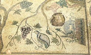 Partridge - Chukar mosaic Paphos in Cyprus, one of the strongholds of the Ptolemaic kings Partridge - Chukar mosaic Paphos in Cyprus, one of the strongholds of the Ptolemaic kings