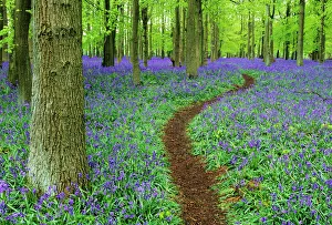 Path through Bluebell Wood in Chilterns, Bucks, UK, April
