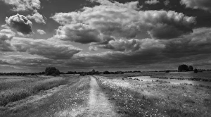 Path along edge of Lakenheath RSPB Reserve Suffolk in summer Path along edge of Lakenheath RSPB Reserve Suffolk in summer