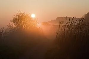 Path on edge of reedbed on Cley NWT Reserve at dawn April Norfolk Path on edge of reedbed on Cley NWT Reserve at dawn April Norfolk