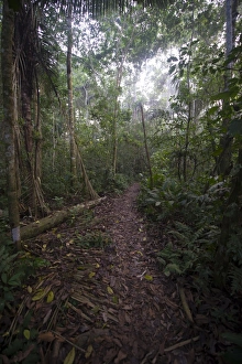 Path through tropical lowland rainforest at Tambopata Reasearch Centre Peruvian Amazon Path through tropical lowland rainforest at Tambopata Reasearch Centre Peruvian Amazon