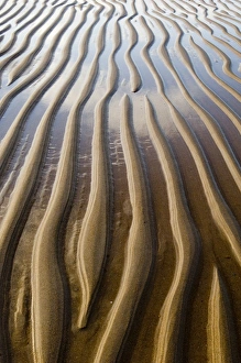 Sand Prints: Patterns on sandy beach at low tide Northumberland UK
