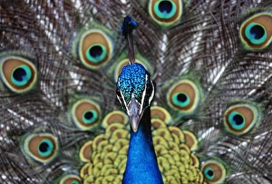 Display Prints: Peacock displaying