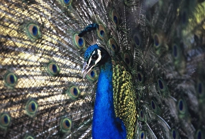Display Prints: Peacock male in display India