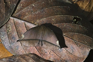 Peacock Moth Automeris sp. Amazon Rainforest Peru