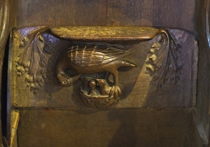 A Pelican in her piety decorating a Misericord in Lavenham Church Suffolk A Pelican in her piety decorating a Misericord in Lavenham Church Suffolk