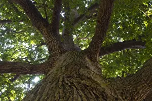 Tree Prints: Pendunculate Oak tree Quercus rober Norfolk summer