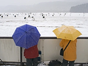 People watching Japanese (Red-crowned) Cranes Grus japonensis at Akan Hokkaido Japan People watching Japanese (Red-crowned) Cranes Grus japonensis at Akan Hokkaido Japan