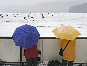 People watching Japanese (Red-crowned) Cranes Grus japonensis at Akan Hokkaido Japan