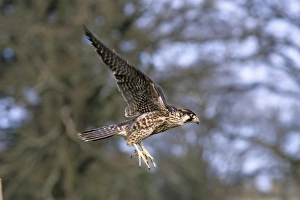 Falcon Prints: Peregrine Falco peregrinus immature (captive)