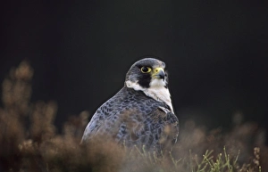 Raptor Prints: Peregrine Falco peregrinus Scotland