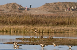 Peregrine Falcon Falco peregrinus chasing Teal over scrape at Cley Norfolk winter Peregrine Falcon Falco peregrinus chasing Teal over scrape at Cley Norfolk winter