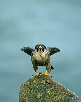 Raptor Prints: Peregrine Falcon Falco peregrinus female calling to bird perched on photographers hide