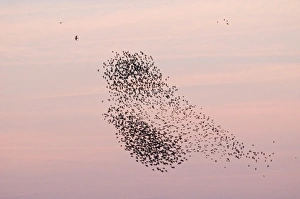 Peregrine Falcon Falco peregrinus hunting Starling Sturnus vulgarus flocks as they Peregrine Falcon Falco peregrinus hunting Starling Sturnus vulgarus flocks as they