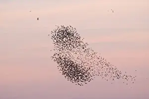 Flock Prints: Peregrine Falcon Falco peregrinus hunting Starling Sturnus vulgarus flocks as they