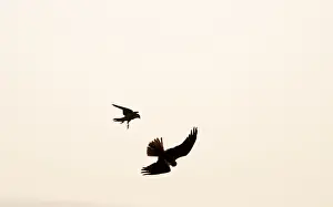 Cley Prints: Peregrine Falcon, Falco peregrinus mobbing a Marsh Harrier Cley Norfolk winter