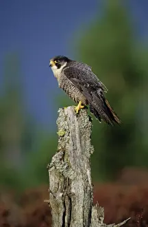 Peregrine Falcon Falco peregrinus Speyside Scotland February