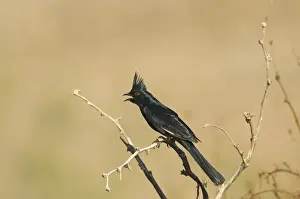 Phainopepla Phainopepla nitens male California USA April