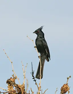 California Prints: Phainopepla Phainopepla nitens male California USA April