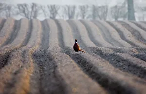 Pheasant male on recently ploughed field late winter Holt Norfolk Pheasant male on recently ploughed field late winter Holt Norfolk