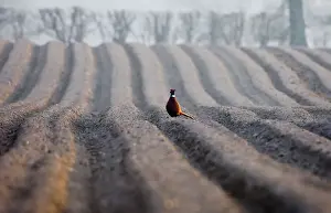 Trending: Pheasant male on recently ploughed field late winter Holt Norfolk